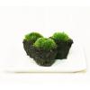 苔盆栽・山苔
