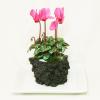 苔盆栽・シクラメン