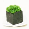 苔盆栽・クッションモス