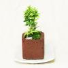苔盆栽・マサキ フィライエローとアイビー