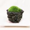 ミニ盆栽・山苔