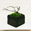 ミニ盆栽・苔盆栽「長寿梅（チョウジュバイ）」
