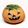 ミニ盆栽・苔盆栽「ハロウィンのかぼちゃ風苔盆栽」