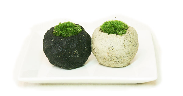 ミニ盆栽・苔盆栽「mossmin（モスミン）」