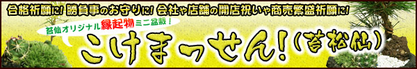 お祝い・ギフト・合格祈願・商売繁盛祈願・お守りに、オリジナル縁起ミニ盆栽「こけまっせん!（苔松仙）」