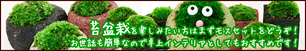苔盆栽のモスセット通販