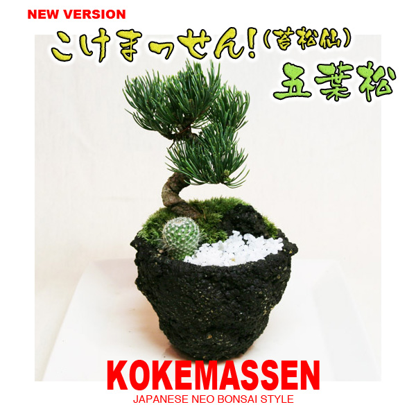 苔盆栽・ミニ盆栽・デコ盆栽（デコ盆）をもっとカジュアルに！KOKESEN苔仙（こけせん）
